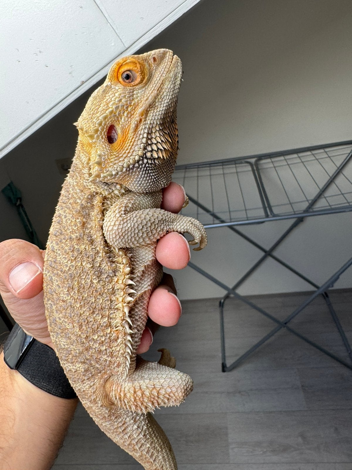 Hypo Het.Zero baardagaam man Bearded Dragon - male for sale from De Hobbykweker