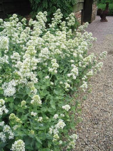Zaden Centranthus ruber albus, Ophalen of Verzenden, Volle zon