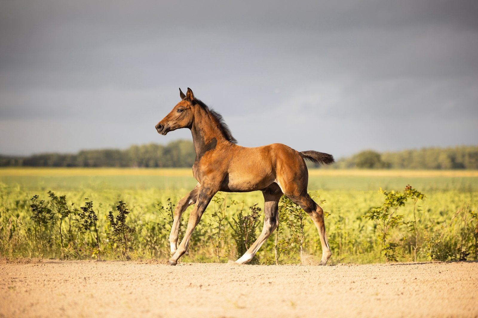Stoer hengstveulen van Tiger van’t Ruytershof, Dieren en Toebehoren, Paarden, Hengst, 170 tot 175 cm, Springpaard, 0 tot 2 jaar