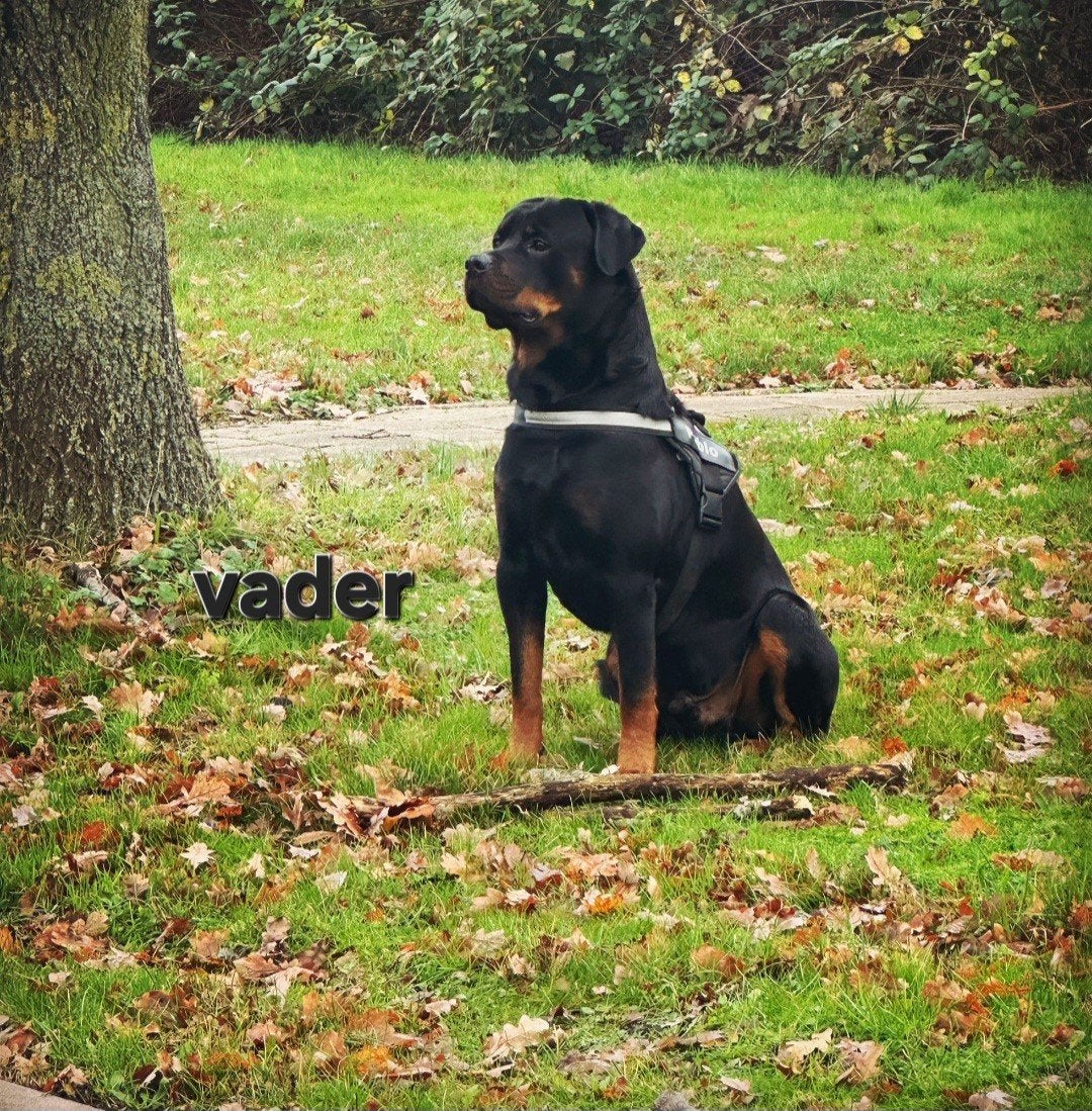 Rottweiler, België, Particulier, 8 tot 15 weken, Meerdere