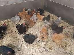 Cochin krielkippen., Dieren en Toebehoren, Pluimvee, Vrouwelijk, Kip