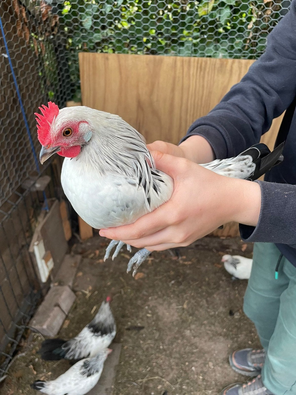 hollandse kriel, Dieren en Toebehoren, Mannelijk, Kip