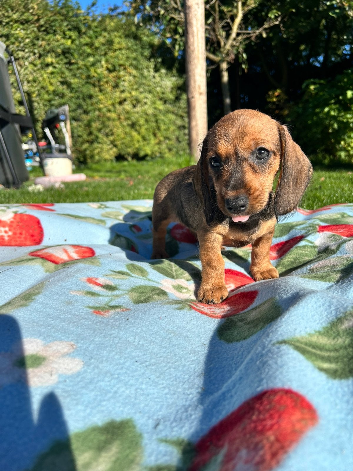 Dwergteckel pup teefje, Dieren en Toebehoren, Parvo, 15 weken tot 1 jaar, Teef, Dwerg