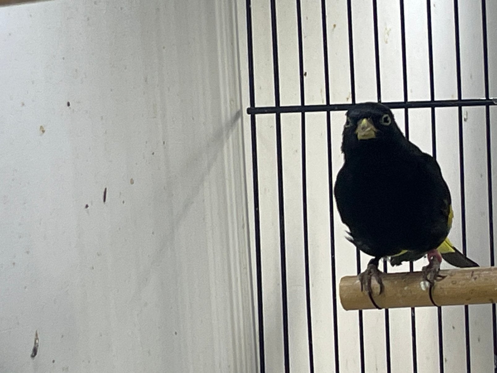 Zwarte sijs man 2025, Mannelijk, Tropenvogel, Geringd