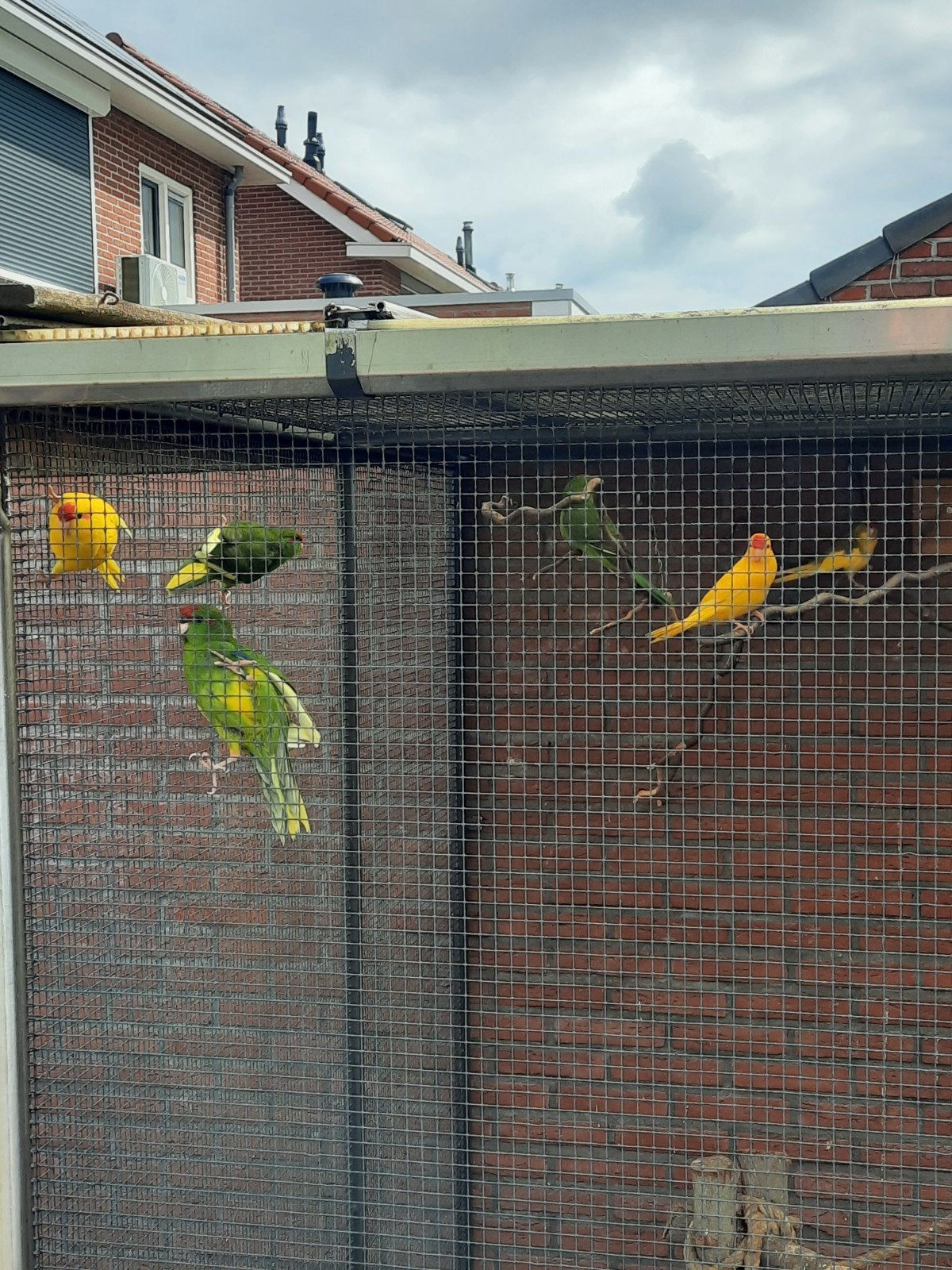 Kakarikies 2026, Dieren en Toebehoren, Meerdere dieren, Parkiet, Geringd