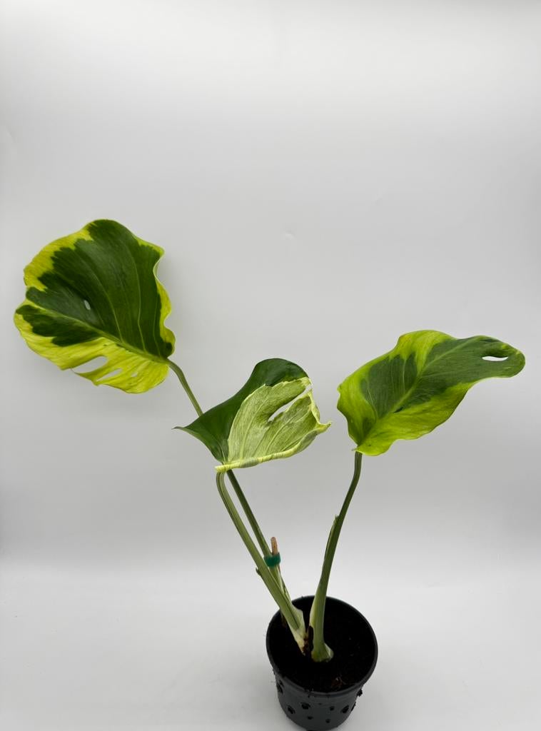 Monstera Flamicito Variegata, Ophalen of Verzenden, Halfschaduw, Minder dan 100 cm