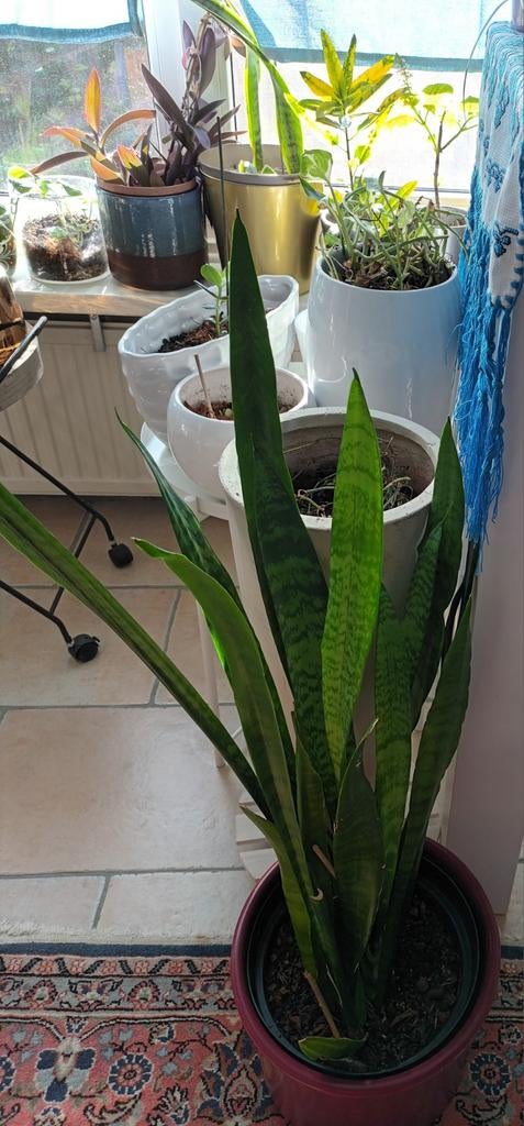 Grote Vrouwentong Kamerplant - Sansevieria, Huis en Inrichting, Kamerplanten, Ophalen of Verzenden
