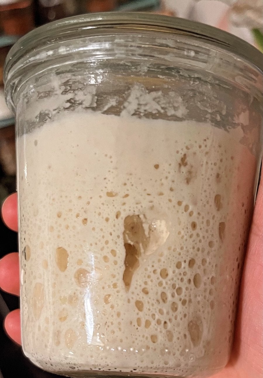 Zuurdesemstarter, Ophalen