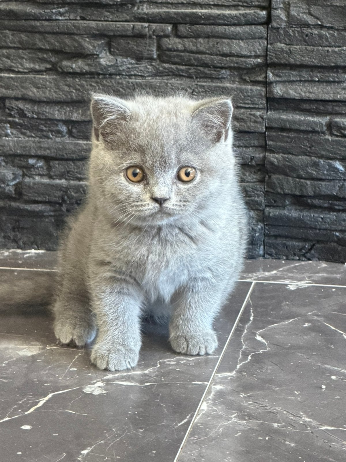 Britse Korthaar Kittens met Stamboom, Meerdere dieren, Met stamboom, 0 tot 2 jaar