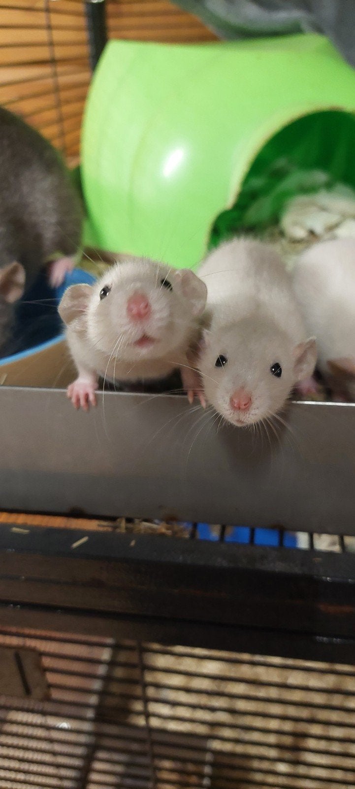 2 dumbo rittens, Dieren en Toebehoren, Rat, Mannelijk, Tam, September