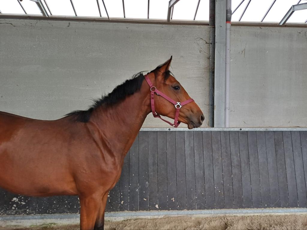 Prachtige 3 jarige spring merrie, Merrie, Springpaard, Met stamboom, 3 tot 6 jaar