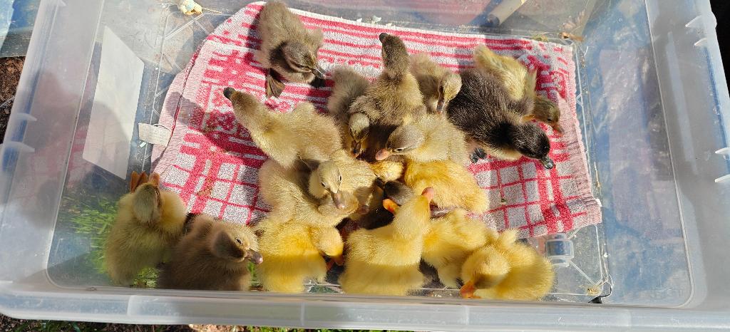 Jonge Loopeendjes, Dieren en Toebehoren, Pluimvee, Geslacht onbekend, Eend