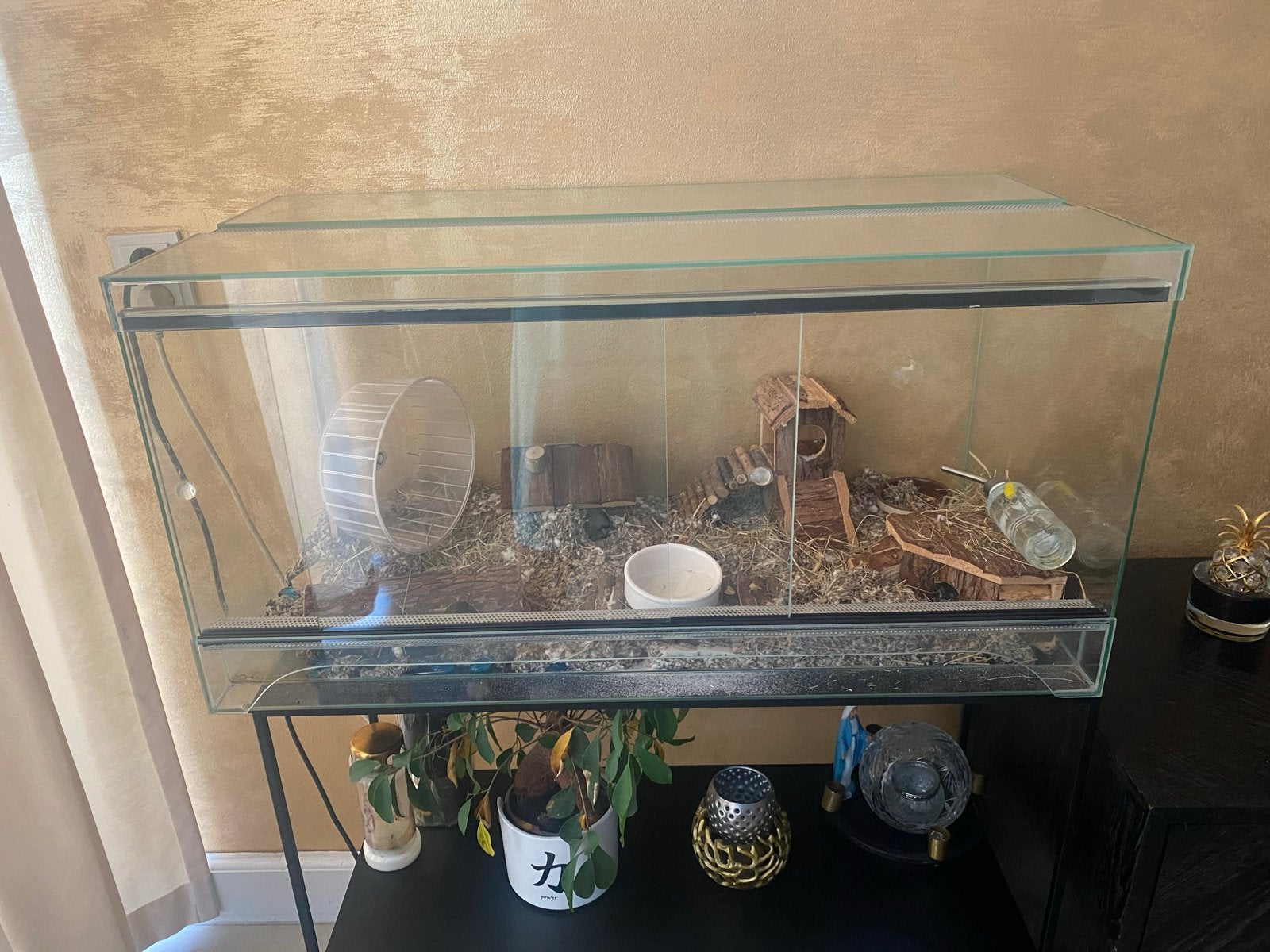 Hamster en kooi, Dieren en Toebehoren, Knaagdieren, Hamster, Februari, Mannelijk, Tam