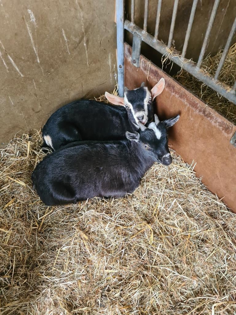 Dwergbokjes, Dieren en Toebehoren, Mannelijk, Geit
