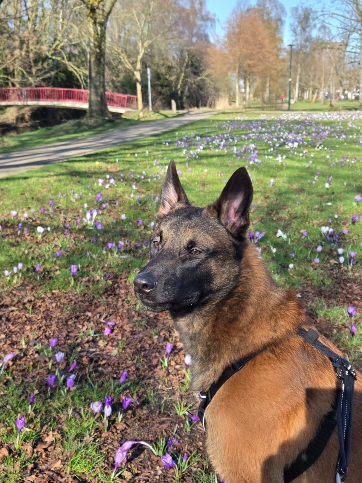 Mechelse herder Chapo (1 jaar) zoekt goed thuis, Reu, 1 tot 2 jaar, Parvo, Eén hond
