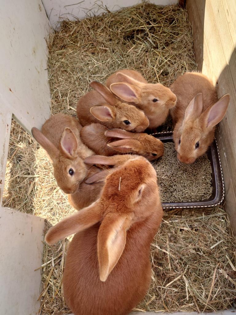 Nieuw Zeelander x hycole  jongen tekoop, Dieren en Toebehoren, Konijnen, Meerdere dieren, Middelgroot, 0 tot 2 jaar