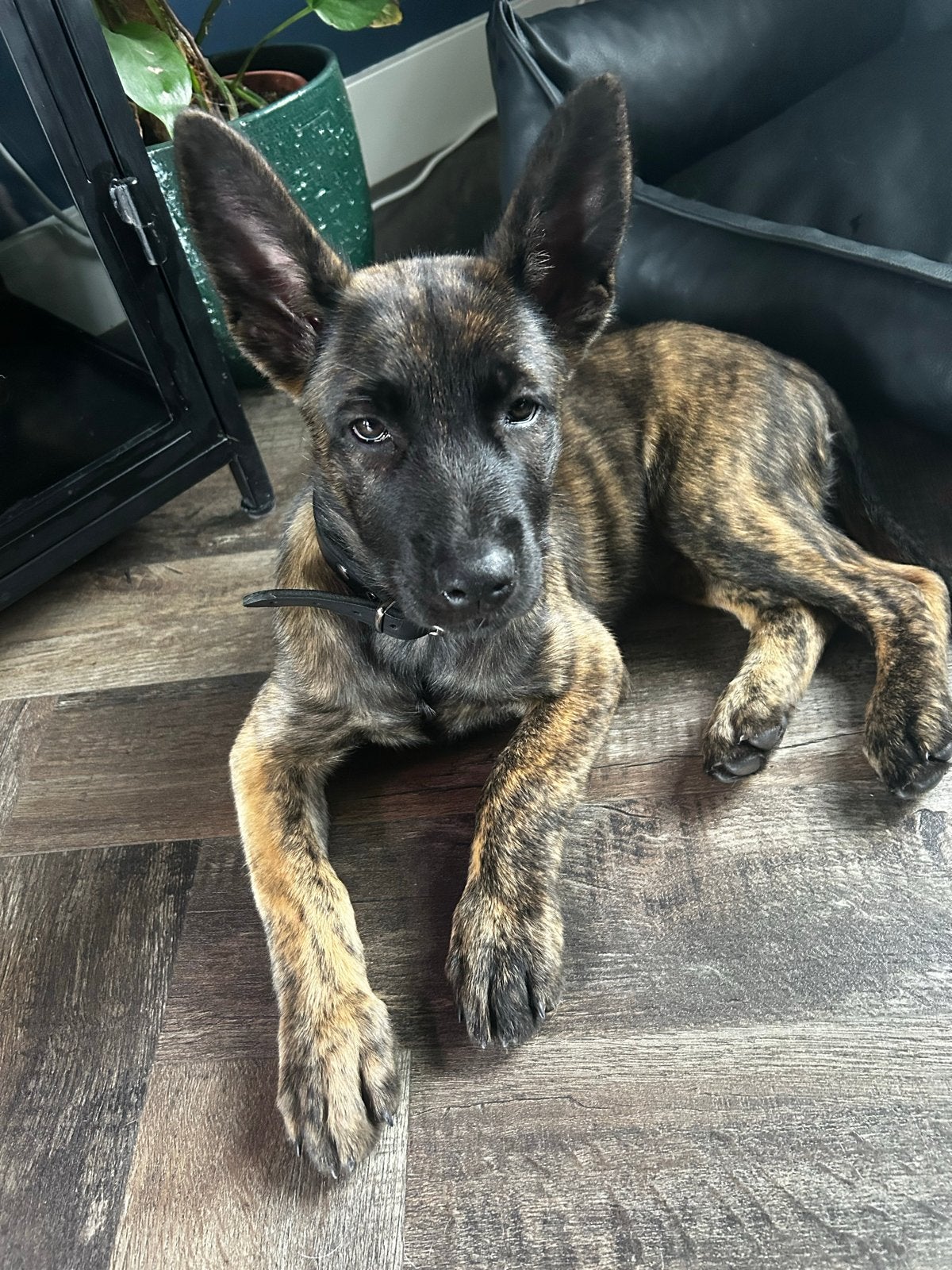 Noor kruising mechelse herder x hollandse herder, Parvo, 8 tot 15 weken, Teef, Eén hond