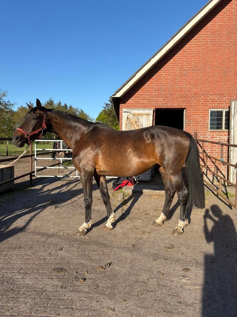 Elite fokmerries / weidemaatjes, Dieren en Toebehoren, Paarden, Merrie, ZZ, Met stamboom, Dressuurpaard