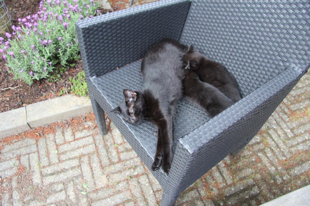 Diep zwarte tijger kittens, Meerdere dieren, 0 tot 2 jaar