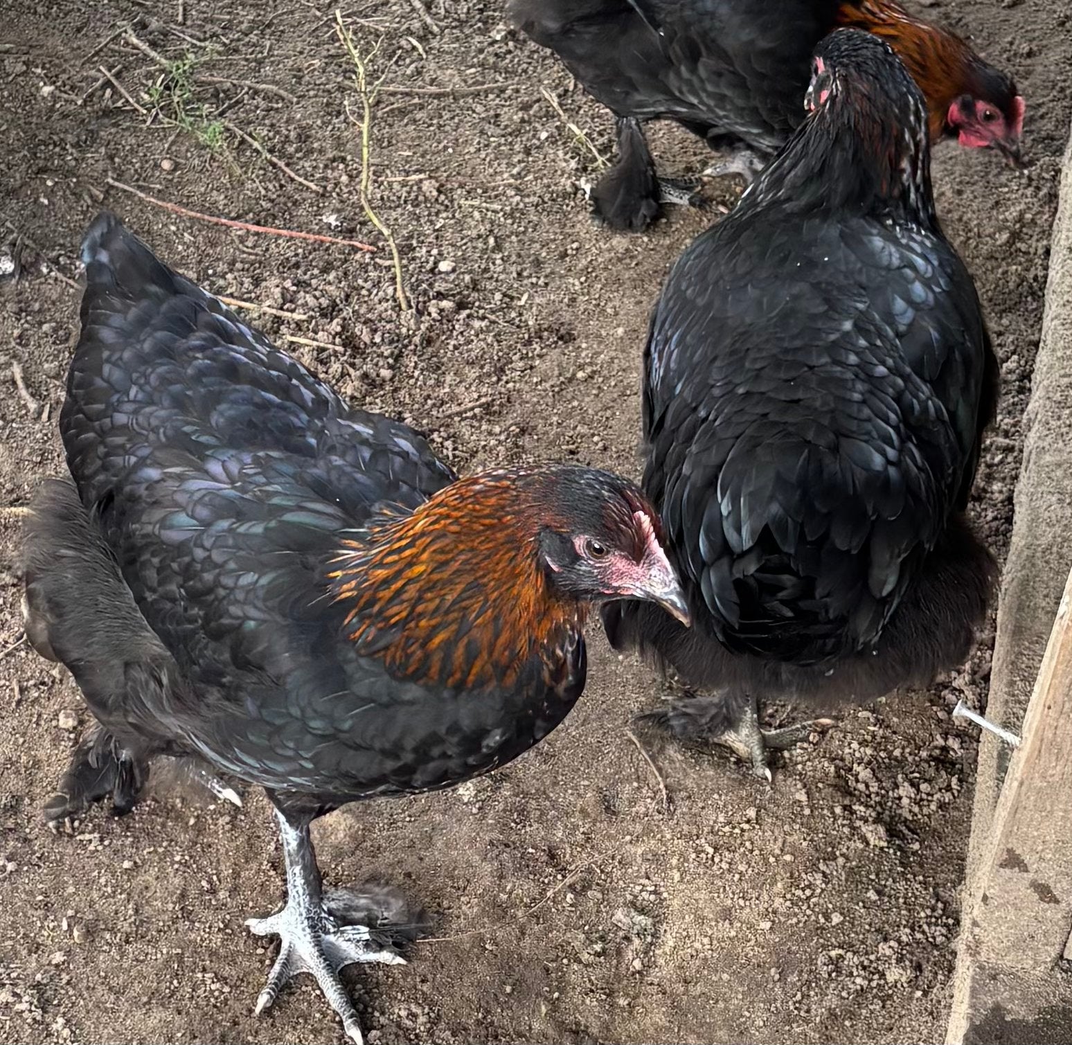 Vanaf 10 oktober hebben wij weer jonge marans hennen, Vrouwelijk, Kip