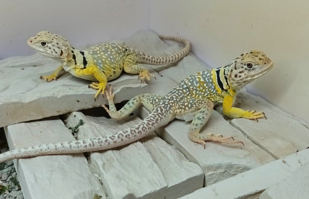 Crotaphyus Collaris Texas, Hagedis, 0 tot 2 jaar