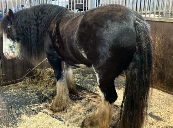 Gezocht stalhulp tegen betaling, Verzorging of Verzorgpony's