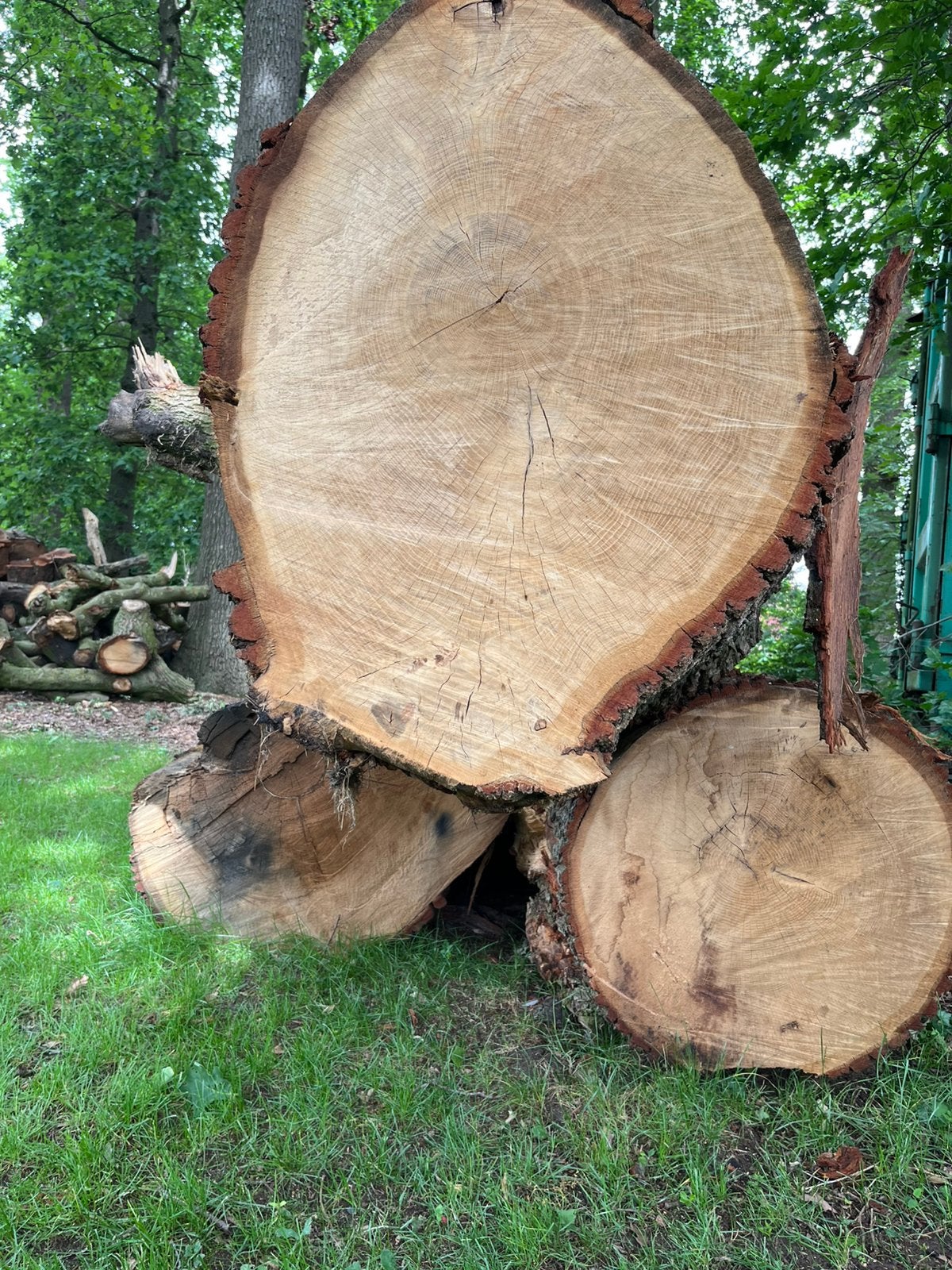 Grote eiken boomstammen voor div.  doeleinden, 8 m3 stamhout, 6 m³ of meer, Ophalen, Eikenhout, Stammen