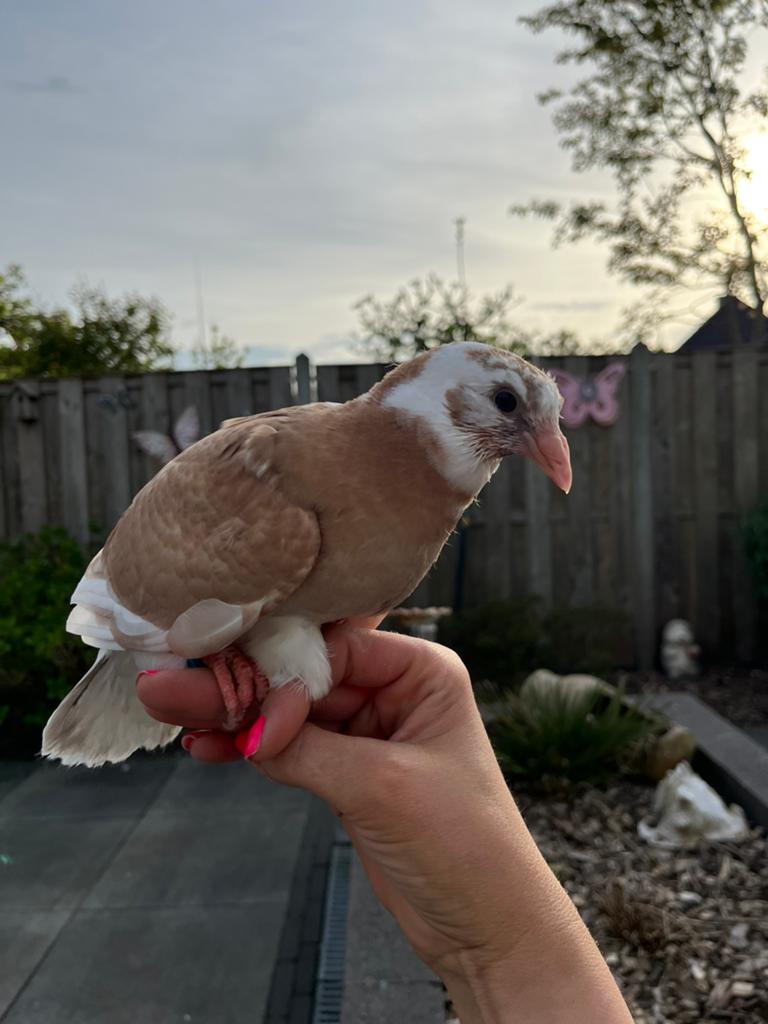 Mooie jonge duif, Dieren en Toebehoren, Vogels | Duiven, Geslacht onbekend, Overige soorten