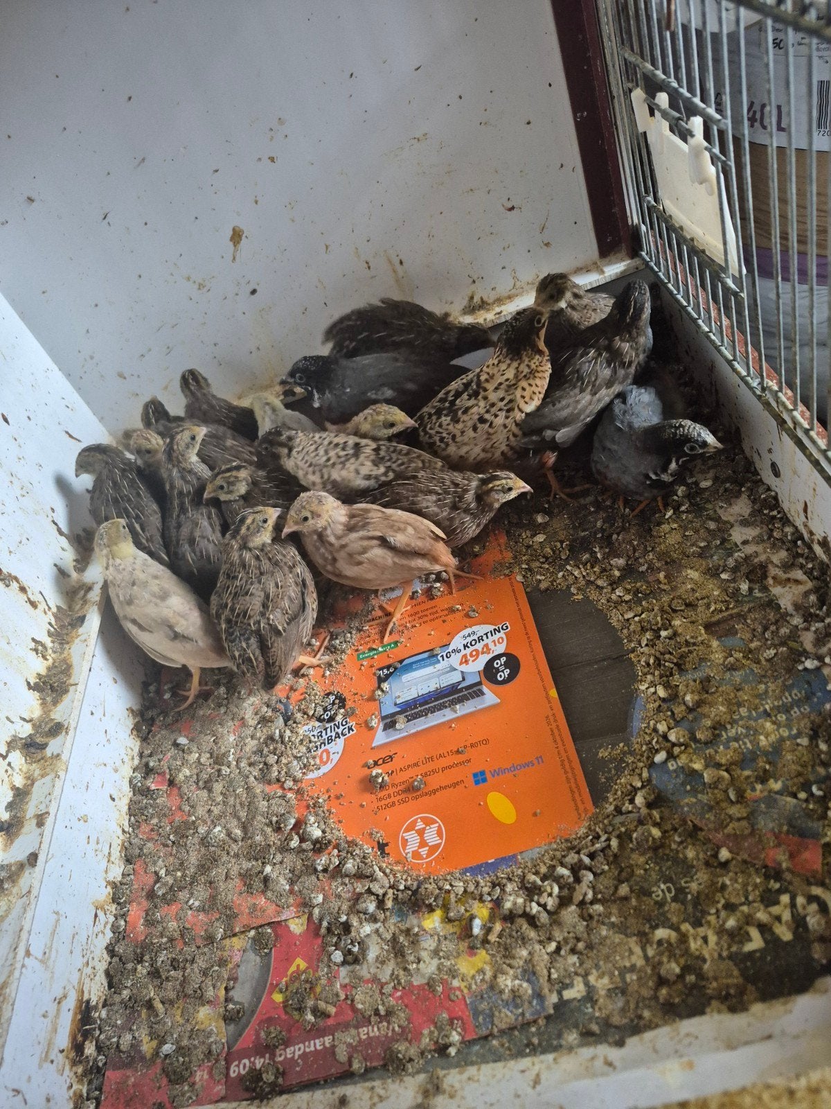 Chinese dwergkwartels, Meerdere dieren