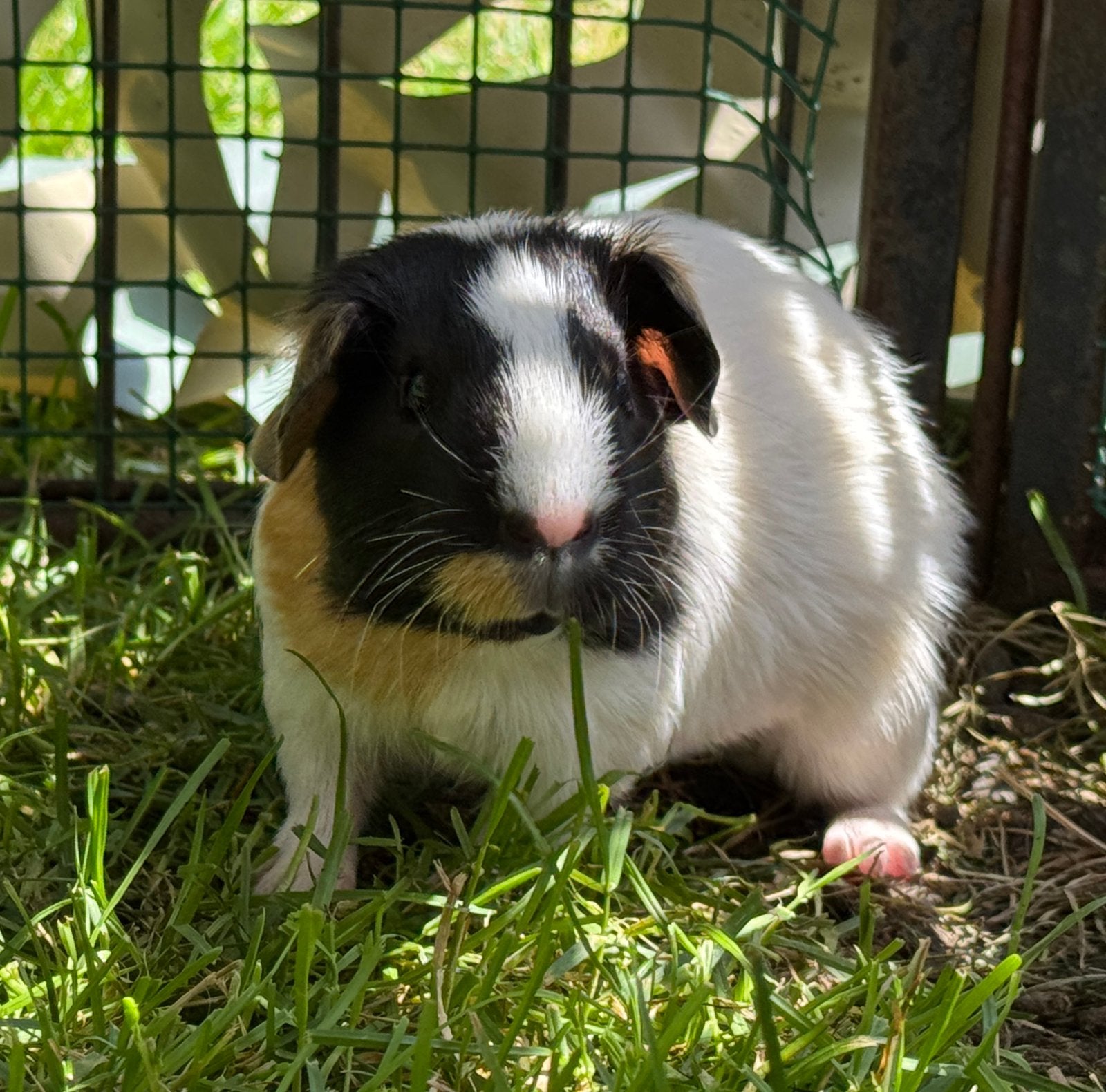 Lief beertje Pim, Mei, Mannelijk, Cavia