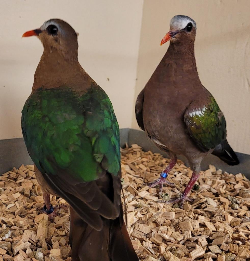 Groenvleugelduiven, Meerdere dieren, Geringd