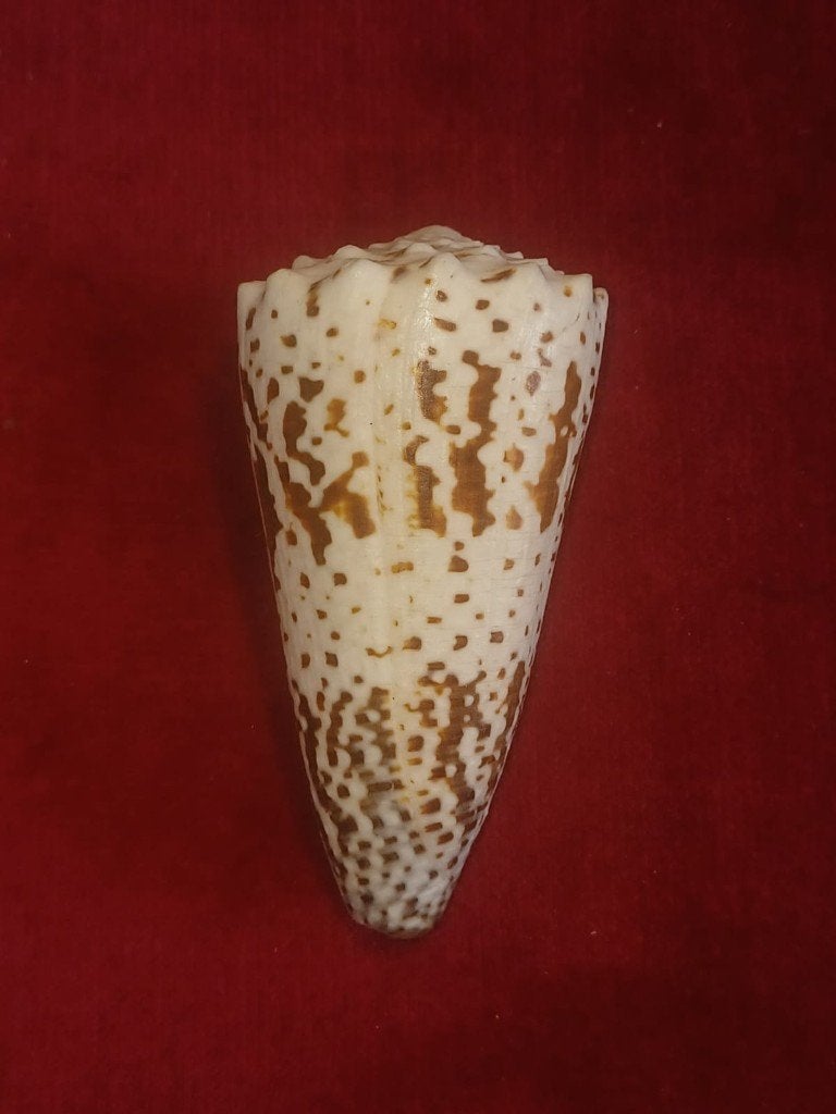 Schelpen, Conus imperialis (Linnaeus, 1758), Verzamelen, Ophalen of Verzenden, Schelp(en)