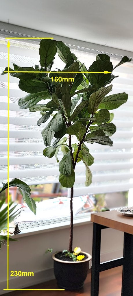 Large Ficus Lyrata / Fiddle Leaf Fig – 2.3m – Pick-up only, Ophalen, Ficus, 200 cm of meer, Halfschaduw