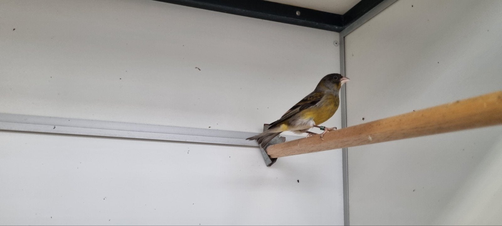 Bastaard zwarte sijs man, Dieren en Toebehoren, Mannelijk, Tropenvogel, Geringd