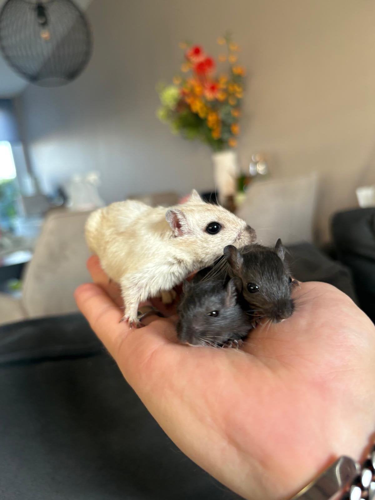 Leuke gerbils te koop!, Dieren en Toebehoren, Knaagdieren, Juni, Vrouwelijk, Overige typen, Tam