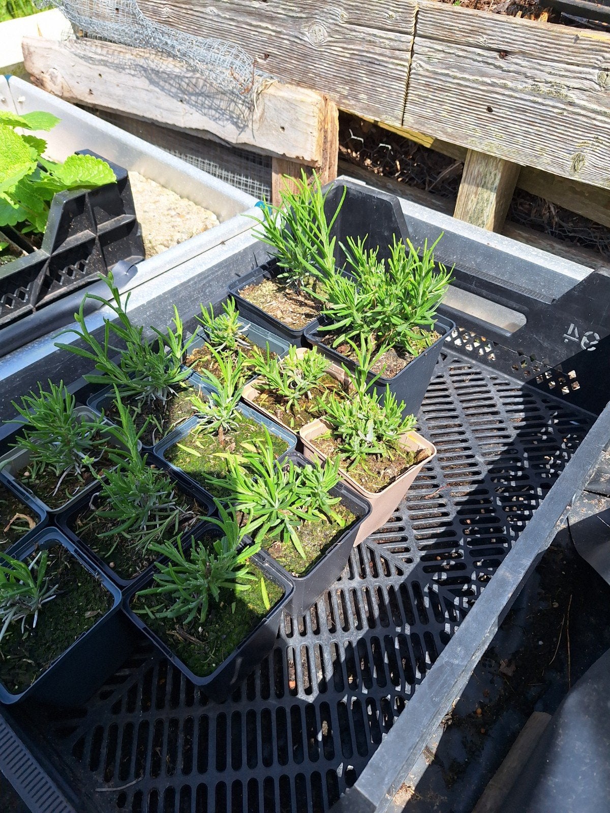 Lavendel angustifolia in een P9 pot., Tuin en Terras, Planten | Tuinplanten, Overige soorten, Volle zon, Vaste plant, Ophalen of Verzenden