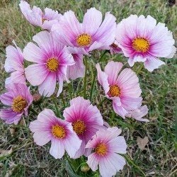 Zaden Cosmos Daydream, Tuin en Terras, Verzenden, Volle zon