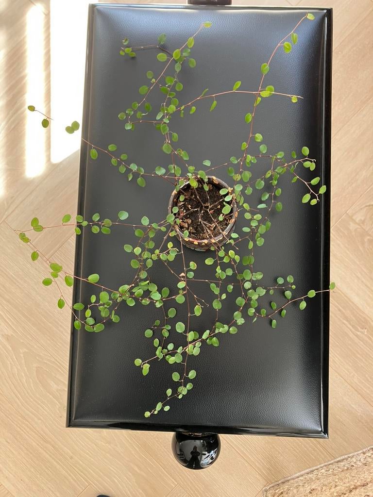 MUEHLENBECKIA COMPLEXA wild groeiend plantje, Ophalen, Halfschaduw, Minder dan 100 cm