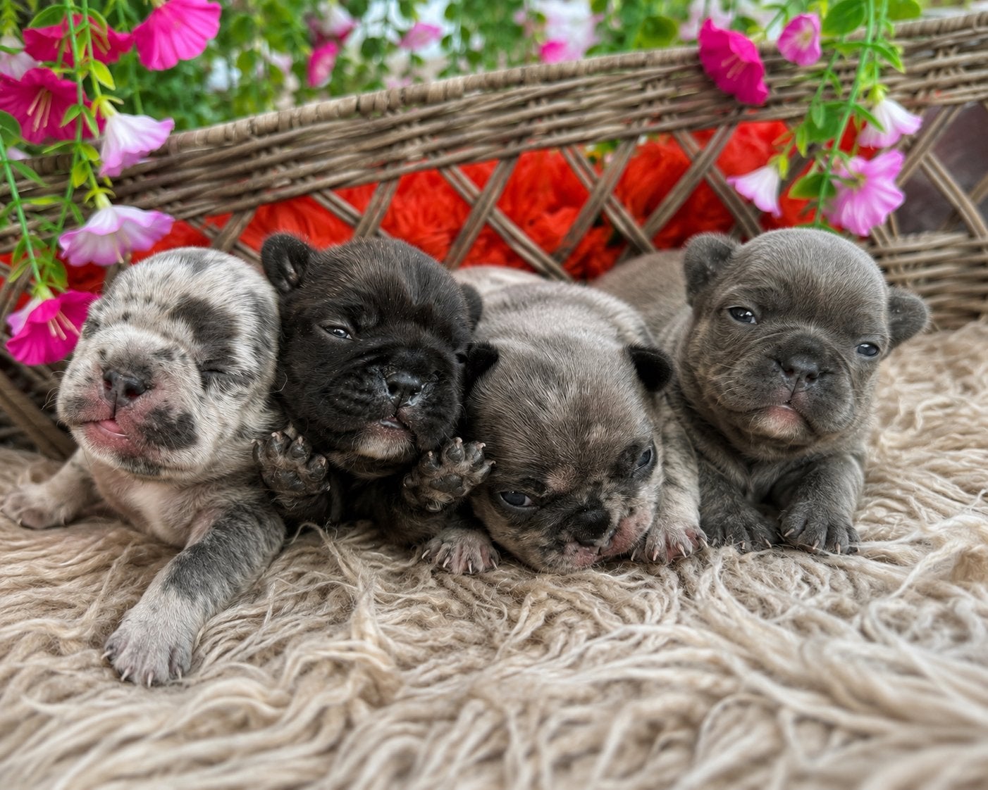 Franse bulldog pups, Overige rassen, 8 tot 15 weken, Meerdere, Meerdere dieren
