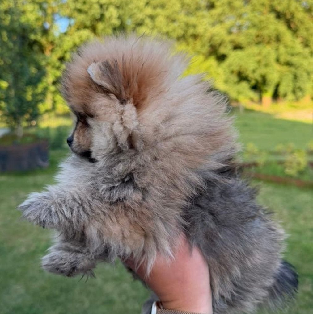 Pomeriaan bearface, 15 weken tot 1 jaar, Overige rassen, Teef, Parvo