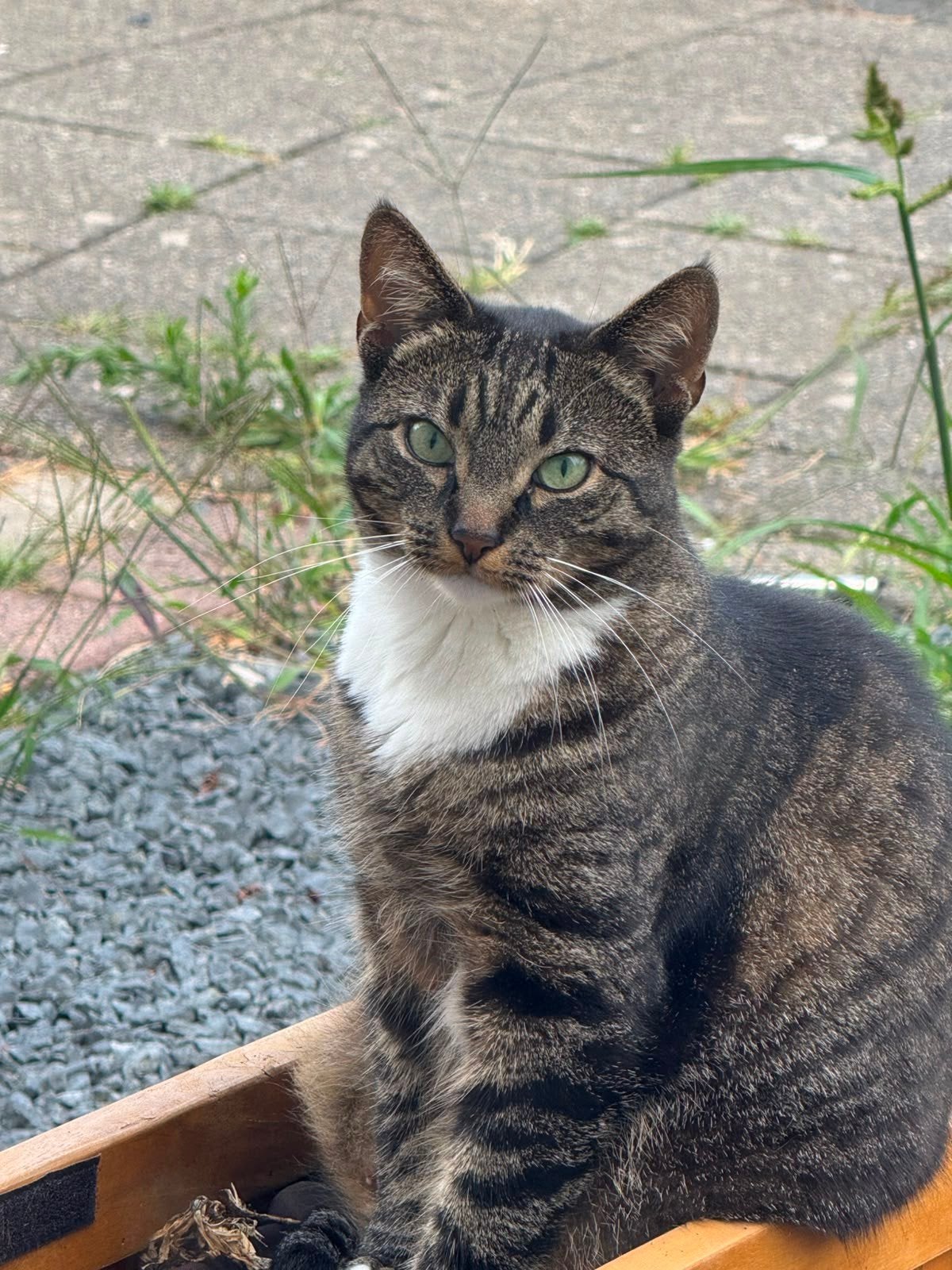 2 poezen en 1 kater  zoeken een fijn nieuw onderkomen, Dieren en Toebehoren, Poes