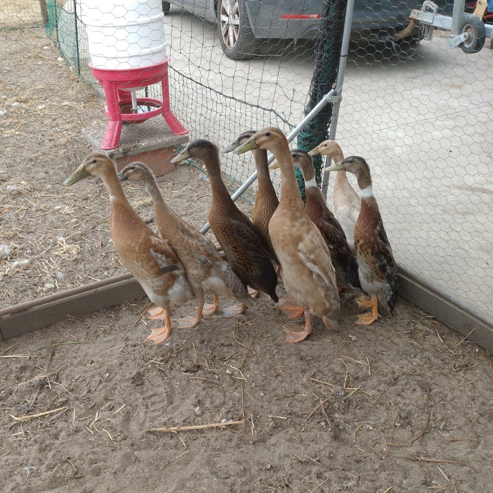 onverwante indische loopeenden koppels, Dieren en Toebehoren, Meerdere dieren, Eend