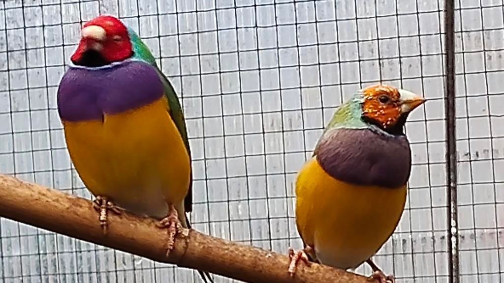 Gouldamadines uit buitenvoliere, Dieren en Toebehoren, Meerdere dieren