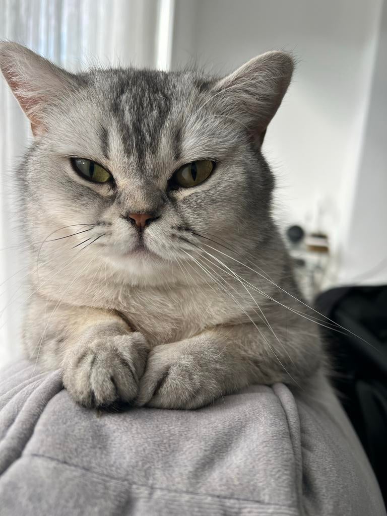 Poezen Britse Korthaar, Dieren en Toebehoren, Katten en Kittens | Overige Katten, Poes, 3 tot 5 jaar