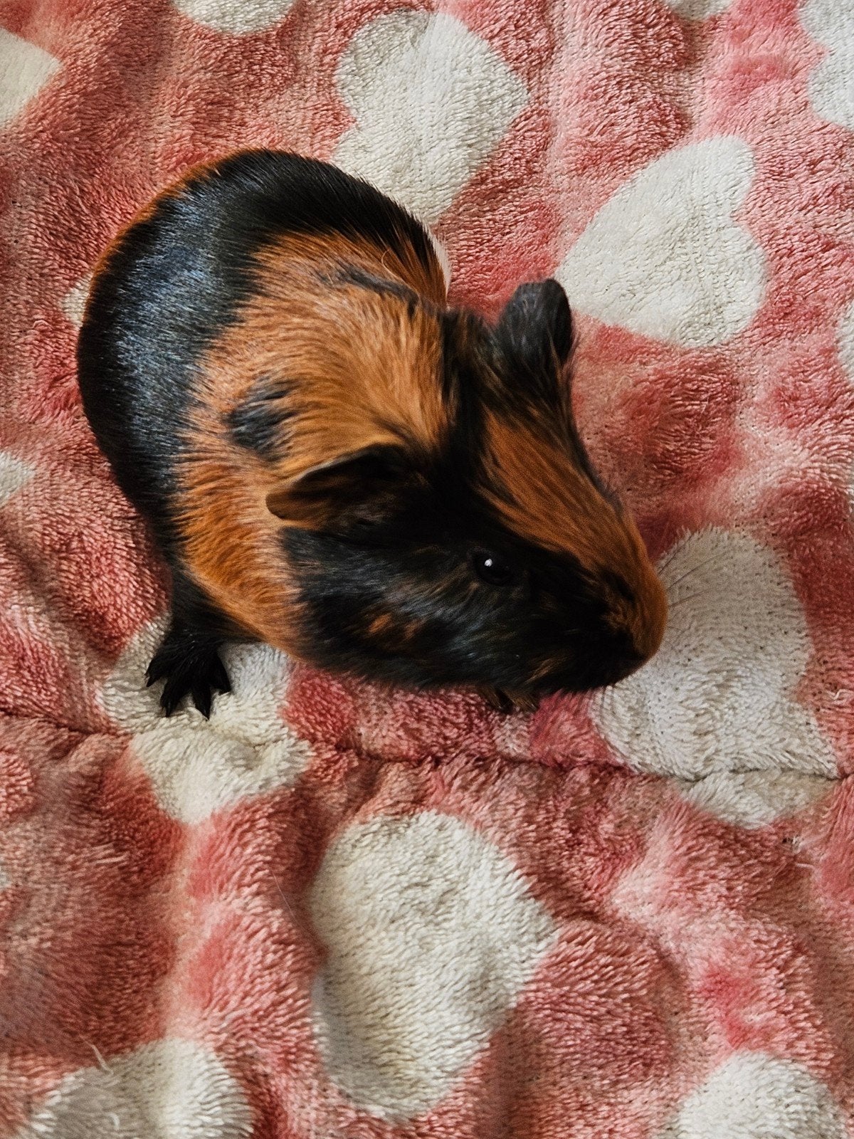 Jonge zeugje cavia, Dieren en Toebehoren, Mei, Vrouwelijk