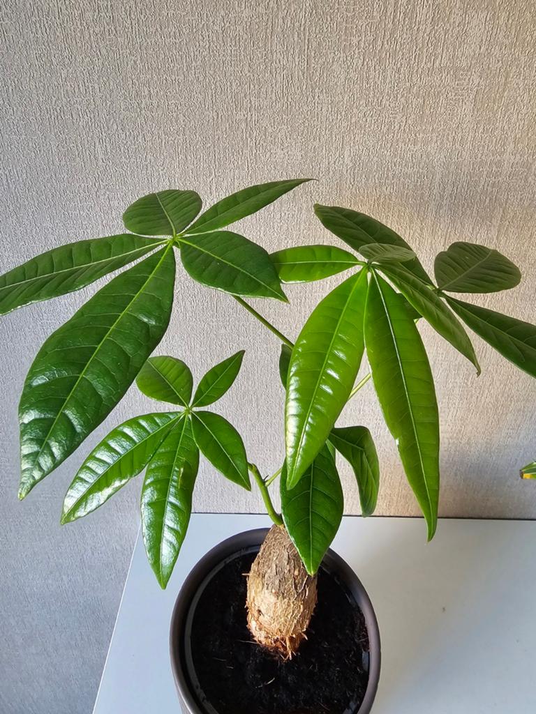 Geldboom, groene kamerplant, Ophalen, Overige soorten, Halfschaduw, Minder dan 100 cm