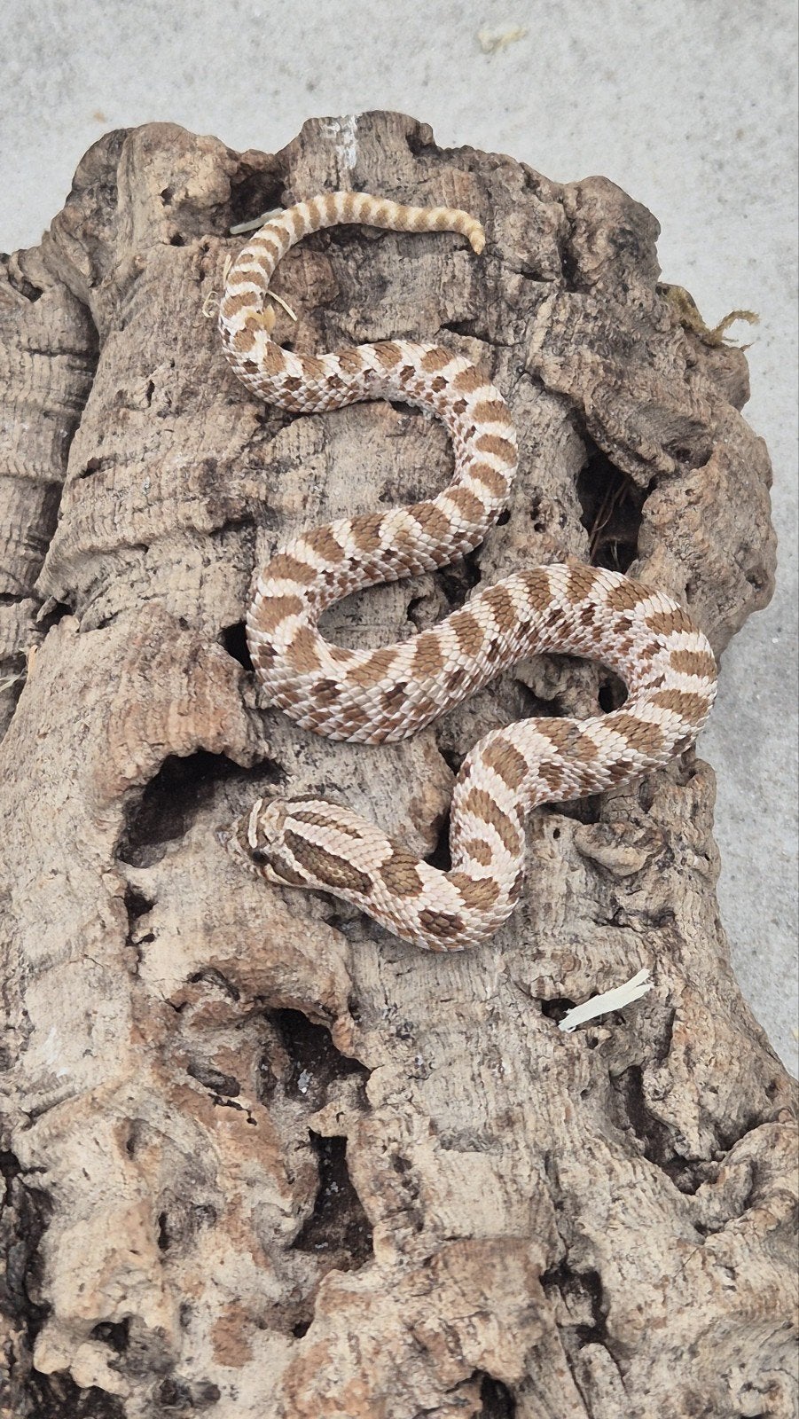 Haakneusslang Hognose Snake - unknown for sale from De Jong