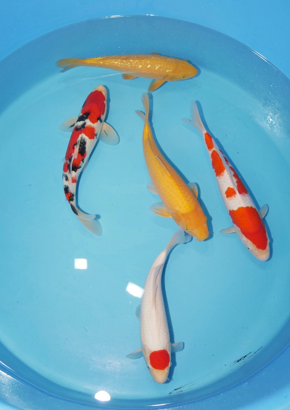 Tancho Kohaku Karashigoi yellow monkey sanke HQ 1 jaar koi, Dieren en Toebehoren, Vissen | Vijvervissen, Karper of Koi