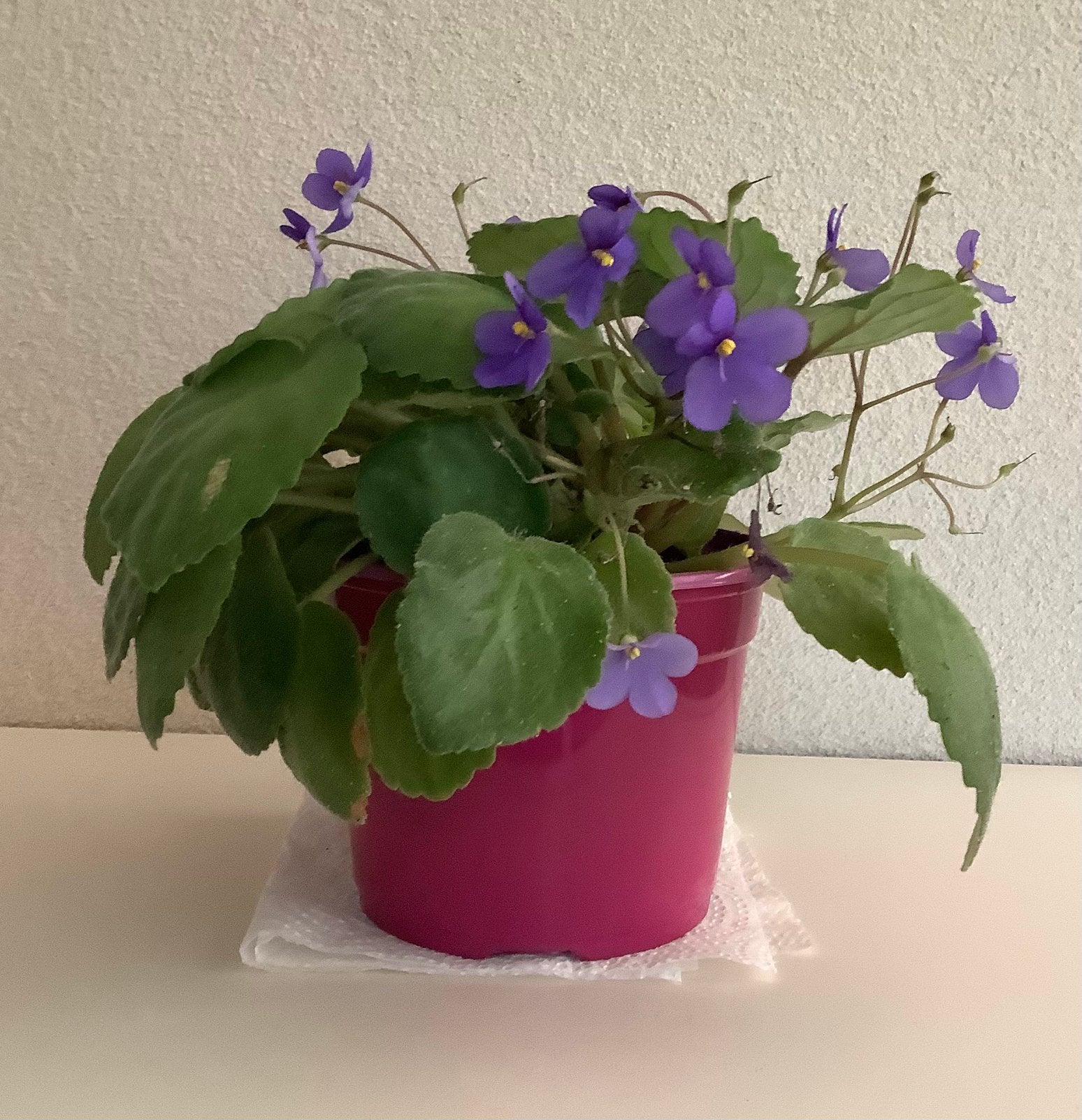 Bloeiend kamerplantje., Bloeiende kamerplant, Ophalen, Minder dan 100 cm