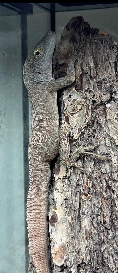 Anolis ferreus couple, Slang, 0 tot 2 jaar
